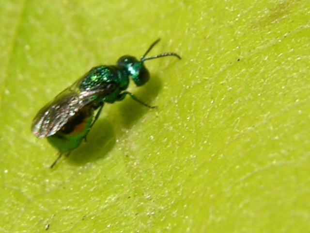 Pseudomalus auratus (Chrysidide)